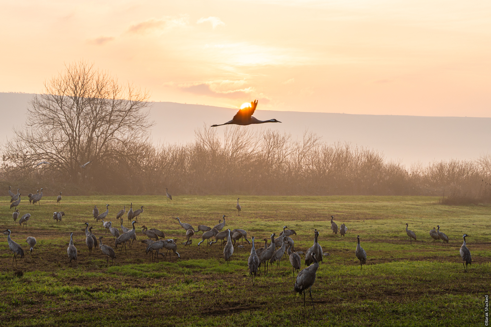 צילום טבע - ציפורים בזריחה