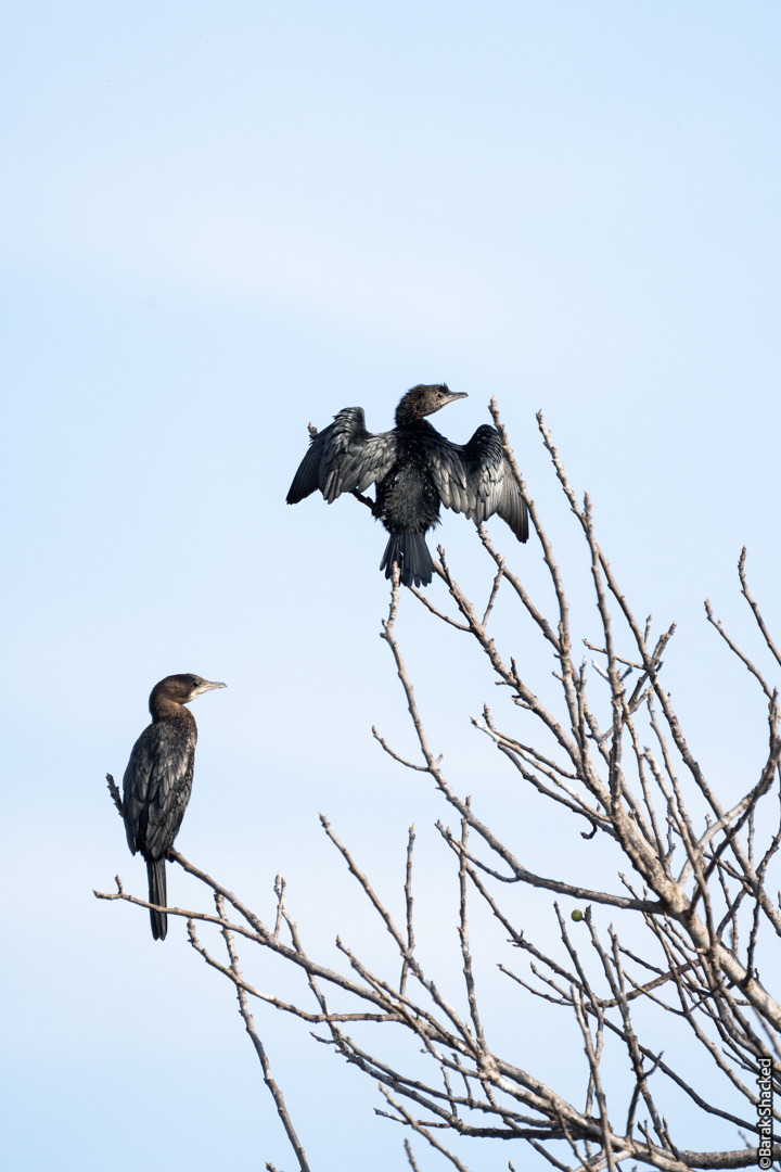 סדנת צילום ציפורים בטבע
